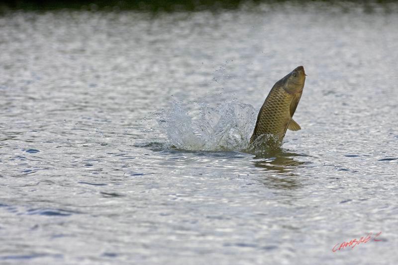Cjp_2008_07_20_100151 (2).jpg